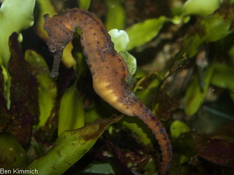 Hippocampus subelongatus, Westaustralisches Seepferdchen schwangeres Mnnchen