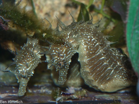 Hippocampus guttulatus, Langschnuziges Seepferdchen