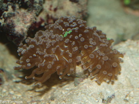 Euphyllia cristata, Grne Trauben-Koralle