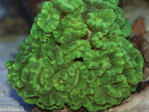 Caulastraea furcata, Fltenkoralle oder Fingerkoralle