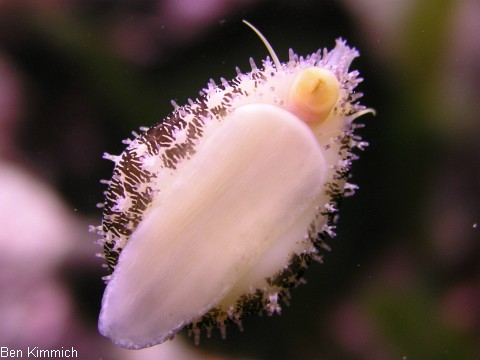 Erosaria annulus, Porzellanschnecke