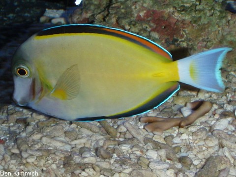 Acanthurus japonicus, Philippinen Doktorfisch