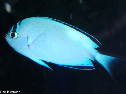 Genicanthus watanabei, Gelbstreifen- Lyrakaiserfisch