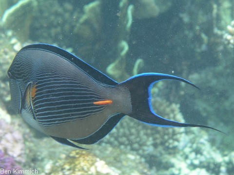 Acanthurus sohal, Arabischer-Doktorfisch