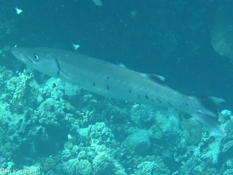 Sphyraena barracuda, Groer Barracuda