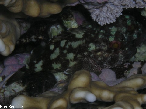 Cirrhitus pinnulatus, Korallenwchter