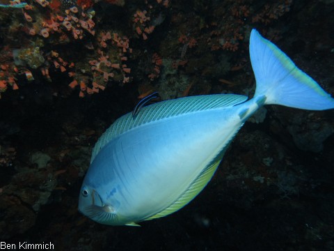 Naso hexacanthus, Blauklingen-Nasendoktorfisch