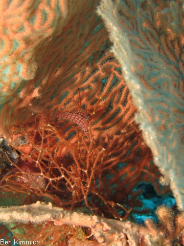 Oxycirrhites typus, Langschnuziger Korallenwchter