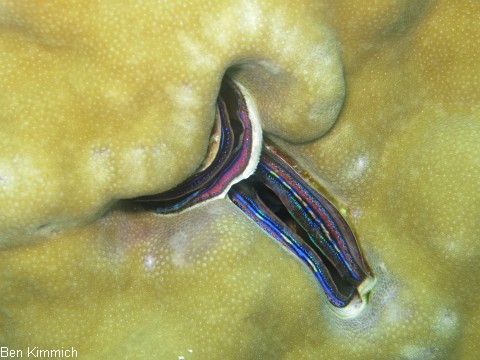 Pedum spondyloideum, Irisierende Kammmuschel, Korallenmuschel