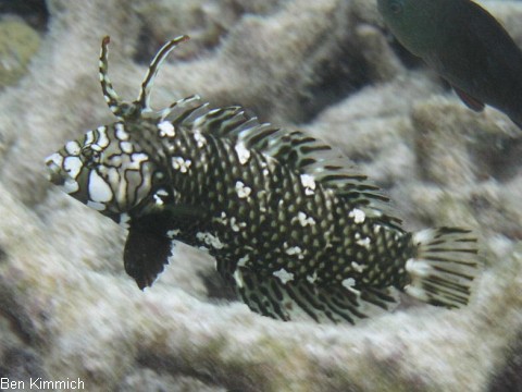 Novaculichthys taeniourus, Bumchen Lippfisch