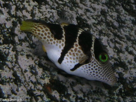 Canthigaster valentini, Sattel- Spitzkopfkugelfisch