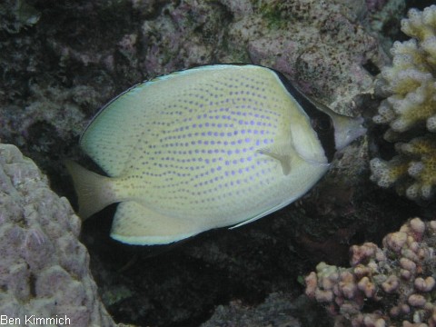 Chaetodon citrinellus, Punktierter - Falterfisch