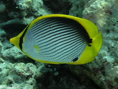 Chaetodon melannotus, Streifen-Falterfisch