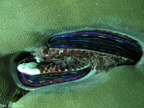 Pedum spondyloideum, Irisierende Kammmuschel, Korallenmuschel
