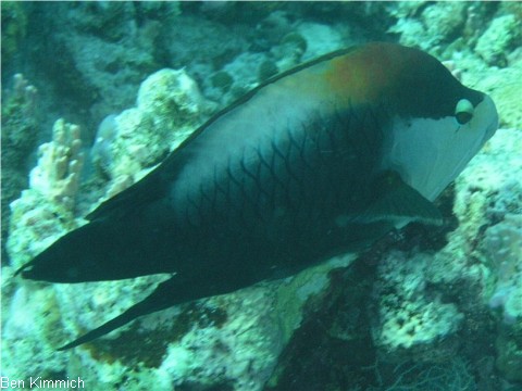 Epibulus insidiator, Stlpmaul Lippfisch