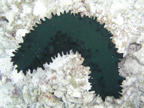 Stichopus chloronotus, Grne-Zahnrad-Seewalze