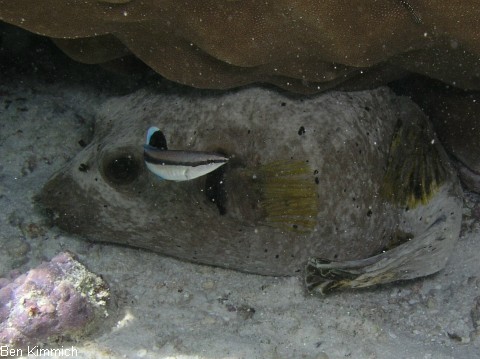 Arothron nigropunctatus, Schwarzflecken Kugelfisch