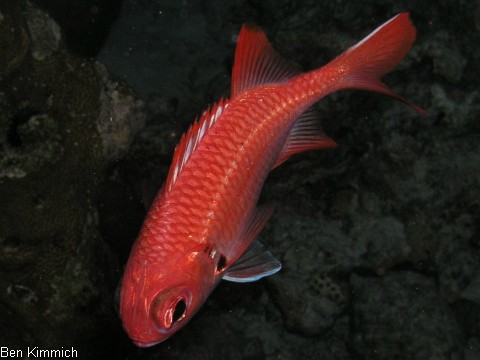 Myripristis sp. 01, Soldatenfisch