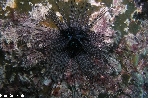 Echinothrix calamaris, Bleistift Diademseeigel