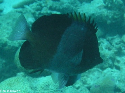 Hemitaurichthys zoster, Schwarzer Pyramiden-Falterfisch