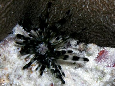 Echinothrix calamaris, Bleistift Diademseeigel