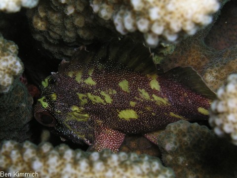 Cirrhitus pinnulatus, Korallenwchter