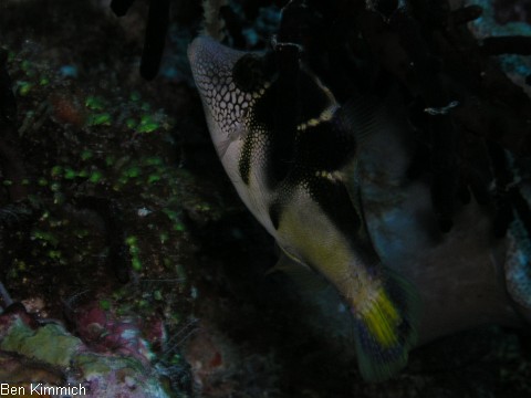 Paraluteres prionurus, Schwarzsattel-Feilenfisch