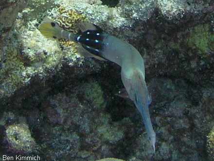 Aulostomus chinensis, Pazifischer Trompetenfisch