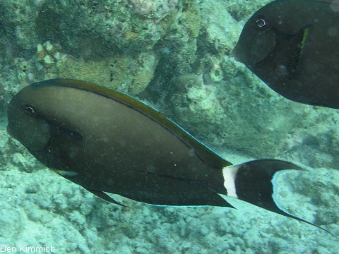 Acanthurus nigricauda, Achselklappen-Doktorfisch