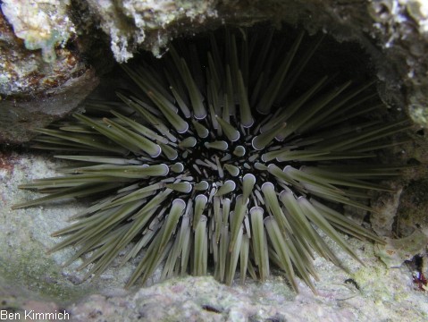 Echinometra, Riffdachseeigel
