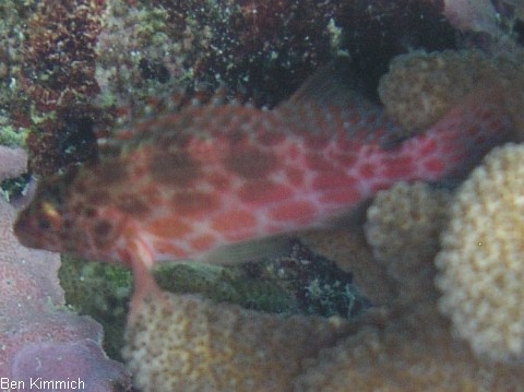 Cirrhitichthys oxycephalus - Korallenwchter