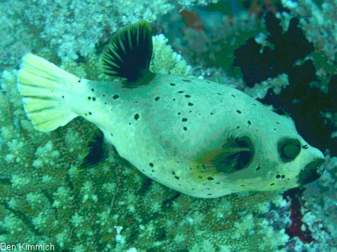 Arothron nigropunctatus, Schwarzflecken Kugelfisch