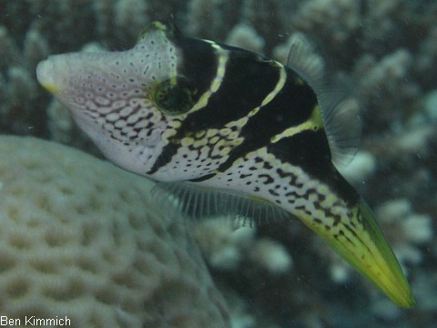 Paraluteres prionurus, Schwarzsattel-Feilenfisch