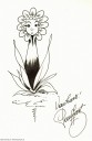 Bloem_Fleur_voor_Tide4.jpg