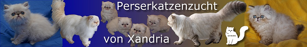 Perserkatzenzucht von Xandria