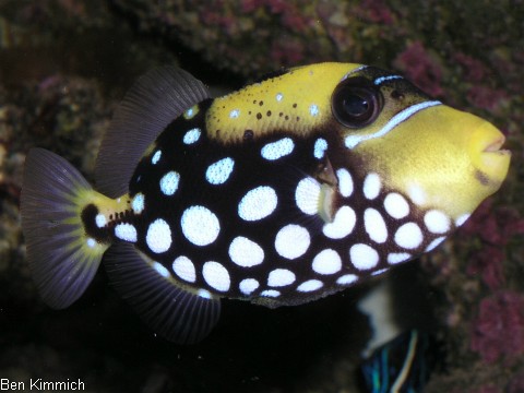 Balistoides conspicillum, Leopardendrcker