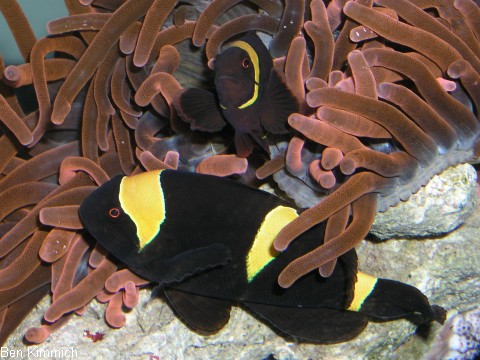 Premnas biaculeatus 2, Samtanemonenfisch