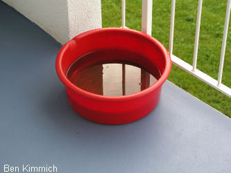 Artemiazucht im Freien