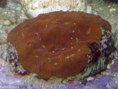 Leptoseris mycetoseroides, Steinkoralle