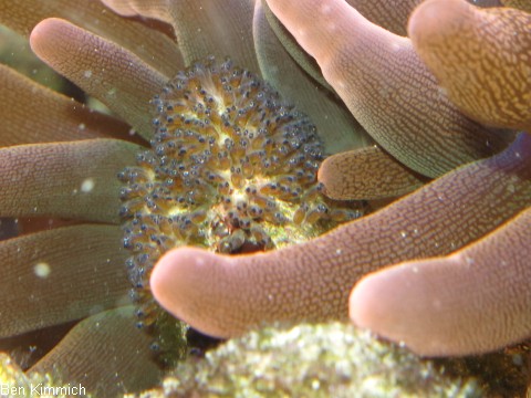 Amphiprion nigripes, Malediven - Anemonenfisch