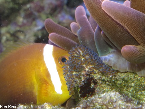 Amphiprion nigripes, Malediven - Anemonenfisch