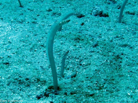 Gorgasia preclara, Prachtr hrenaal