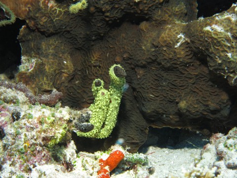 Leptoseris mycetoseroides, Steinkoralle