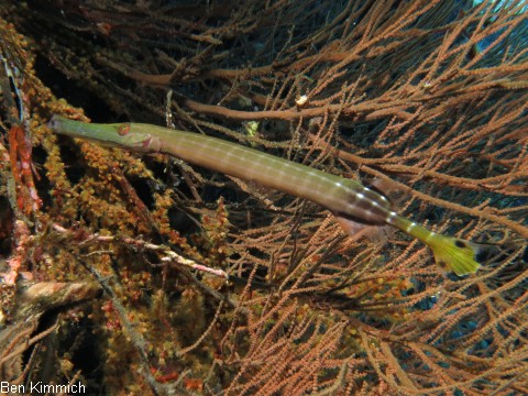Trompetenfische