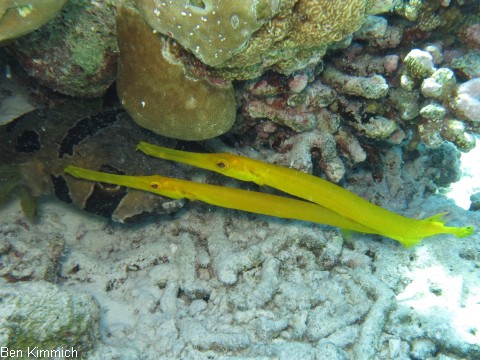 Aulostomus chinensis, Pazifischer Trompetenfisch