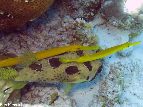 Aulostomus chinensis, Pazifischer Trompetenfisch