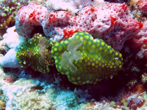 Miamira sinuata, Nacktschnecke