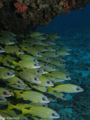 Lutjanus kasmira, Blausteifen-Schnapper