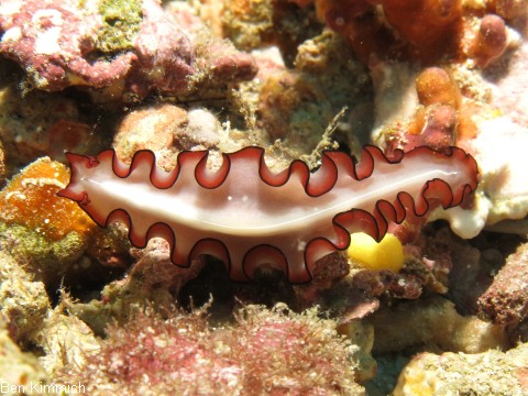 , Schnecke
