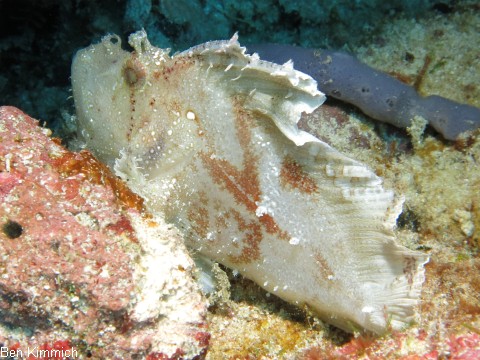 Taenianotus triacanthus, Schaukelfisch